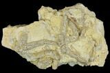 Rare, Ordovician Starfish (Urasterella) Fossils - Oklahoma #145040-1